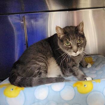 Liam -  American Shorthair Cat for Adoption in Walker, Michigan - Liam | PetCurious