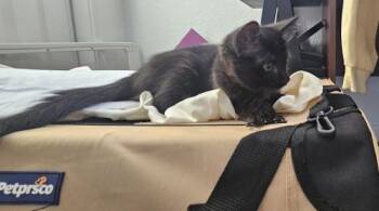 Calyx -  Domestic Medium Hair Cat for Adoption in Parlier, California - Calyx | PetCurious