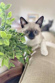 Lentil -  Domestic Short Hair and Snowshoe Cat for Adoption in Plymouth, Michigan - Lentil | PetCurious