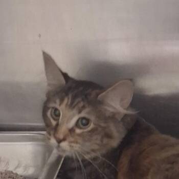 Apple Juice -  Domestic Medium Hair Cat for Adoption in Murray, Utah - Apple Juice | PetCurious