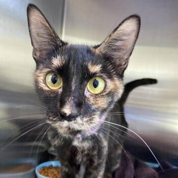 Frilly Lace -  Domestic Short Hair Cat for Adoption in Greensboro, North Carolina - Frilly Lace | PetCurious