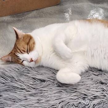 Domestic Short Hair Cats Available for Adoption - Miso | PetCurious