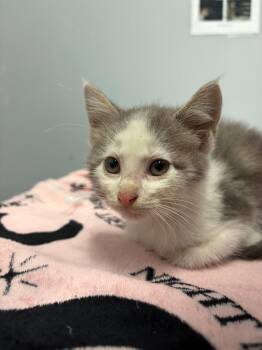 Icarus -  Domestic Medium Hair Cat for Adoption in Bloomington, Indiana - Icarus | PetCurious