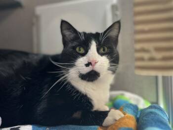 Rescue Domestic Short Hair Cats for Adoption in Aliquippa, Pennsylvania - DELILAH | PetCurious