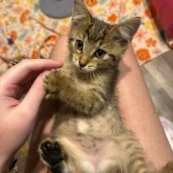 Rescue Domestic Medium Hair Cats for Adoption in San Antonio, Texas - Shan | PetCurious