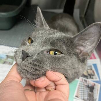 Theodore -  Domestic Short Hair Cat for Adoption in Hendersonville, North Carolina - Theodore | PetCurious