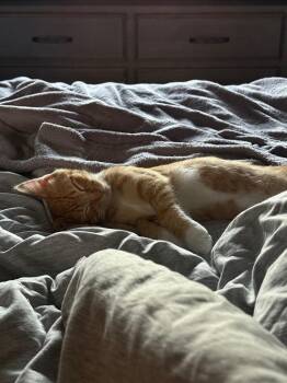 Apricot -  Domestic Short Hair Cat for Adoption - Apricot | PetCurious