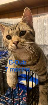 Rescue Domestic Short Hair Cats for Adoption - B-Dub | PetCurious