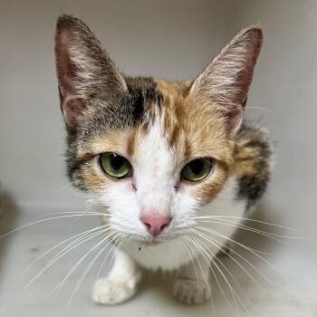 Monet -  Domestic Medium Hair Cat for Adoption in Birmingham, Alabama - Monet | PetCurious