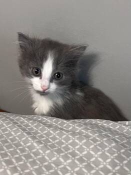 Blaze -  American Shorthair Cat for Adoption in Pittsboro, North Carolina - Blaze | PetCurious