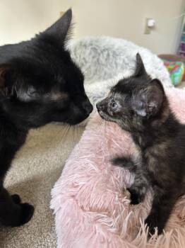 Domestic Short Hair Cats Available for Adoption - Giraffe | PetCurious