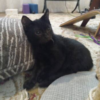 Rescue Domestic Medium Hair Cats for Adoption in Port Richey, Florida - Weeble | PetCurious