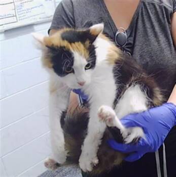 BUTTERS -  Domestic Long Hair Cat for Adoption in Charlotte, North Carolina - BUTTERS | PetCurious