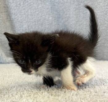 Rescue Domestic Short Hair Cats for Adoption in West Memphis, Arkansas - Freida | PetCurious