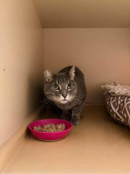 Tabby Cats Available for Adoption in Burnaby, British Columbia - Gus | PetCurious