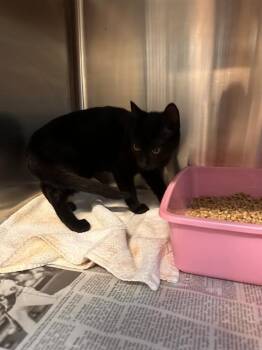 CINDER -  Domestic Short Hair Cat for Adoption in Houston, Texas - CINDER | PetCurious