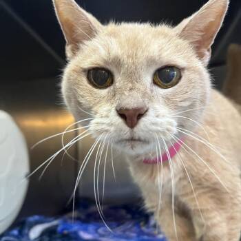 Sandy -  Domestic Short Hair Cat for Adoption in Chattanooga, Tennessee - Sandy | PetCurious