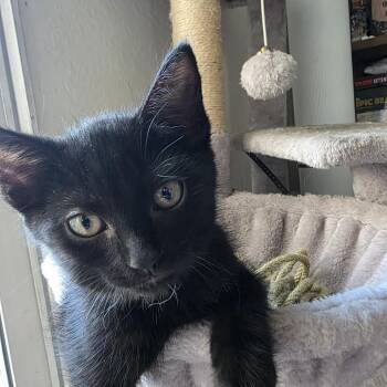 Phantom (C000-177) - Chino Hills Location -  Domestic Short Hair Cat for Adoption in Chino Hills, California - Phantom (C000-177) - Chino Hills Location | PetCurious