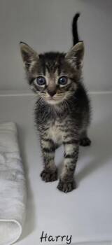 Domestic Short Hair Cats Available for Adoption in Key Largo, Florida - Harry | PetCurious