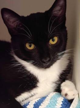 Domestic Short Hair Cats Available for Adoption - Dee | PetCurious