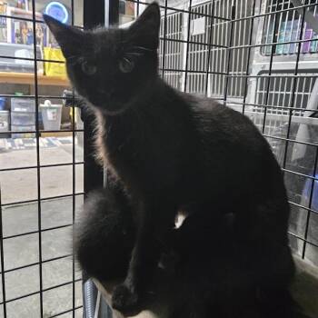 Raven -  Domestic Short Hair Cat for Adoption in Sioux Falls, South Dakota - Raven | PetCurious