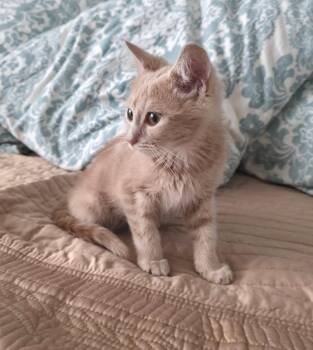 Peanut -  Tabby Cat for Adoption in Knoxville, Tennessee - Peanut | PetCurious