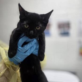 Canadian Bacon -  Domestic Short Hair Cat for Adoption in Incline Village, Nevada - Canadian Bacon | PetCurious