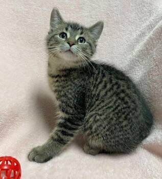 Domestic Short Hair Cats Available for Adoption in Jackson, Michigan - AC DC | PetCurious