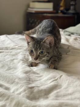 Rescue Domestic Short Hair Cats for Adoption in Oceanside, California - Oliver | PetCurious