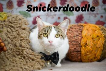 Rescue Domestic Short Hair Cats for Adoption in Sevierville, Tennessee - Snickerdoodle | PetCurious