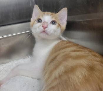 Kitten Cargo -  Domestic Short Hair Cat for Adoption in Cuyahoga Falls, Ohio - Kitten Cargo | PetCurious