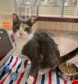 SUNSHINE -  Domestic Short Hair Cat Available for Adoption in Springfield, Massachusetts - SUNSHINE | PetCurious