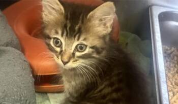 Rescue Domestic Short Hair Cats for Adoption in Houston, Texas - Kroger | PetCurious