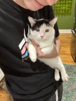 Nigella -  Domestic Short Hair Cat for Adoption in Augusta, Georgia - Nigella | PetCurious