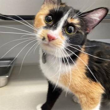 MARILYN -  Domestic Short Hair Cat for Adoption in Aurora, Colorado - MARILYN | PetCurious