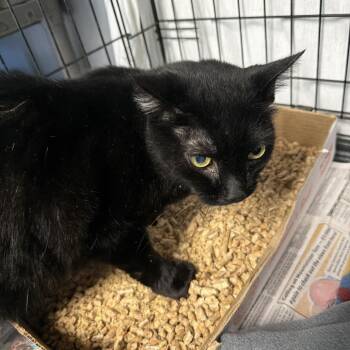 Theo -  Domestic Short Hair Cat for Adoption in Summerlee, West Virginia - Theo | PetCurious