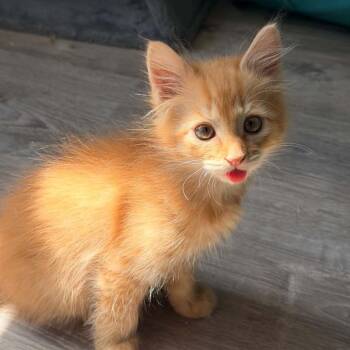 Rusty -  Domestic Medium Hair Cat for Adoption in Lyndhurst, Virginia - Rusty | PetCurious