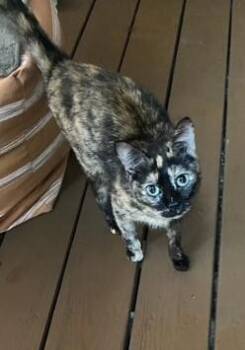 Luna - Beautiful and Affectionate -  Tortoiseshell Cat for Adoption in East Amwell Township, New Jersey - Luna - Beautiful And Affectionate | PetCurious