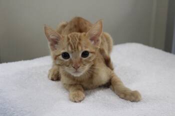 Marcus Washington -  Domestic Short Hair Cat for Adoption in Burlingame, California - Marcus Washington | PetCurious