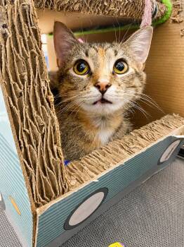 Ellie -  Domestic Short Hair Cat for Adoption in Pickerington, Ohio - Ellie | PetCurious
