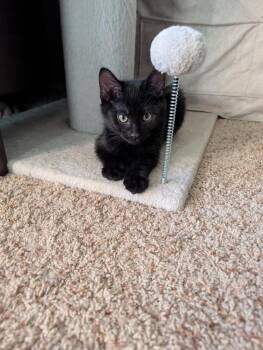 Guacamole -  Domestic Short Hair Cat for Adoption in Westfield, Wisconsin - Guacamole | PetCurious