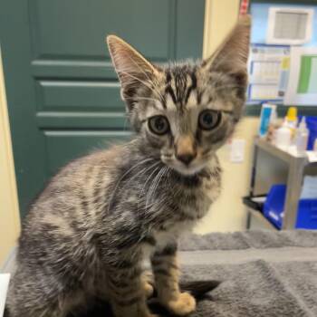 Jackfruit -  Domestic Short Hair Cat for Adoption in Pasadena, California - Jackfruit | PetCurious