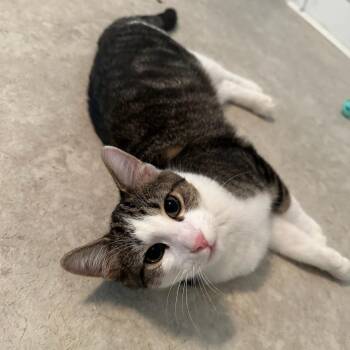 Sheldon -  Domestic Short Hair Cat for Adoption in Cincinnati, Ohio - Sheldon | PetCurious
