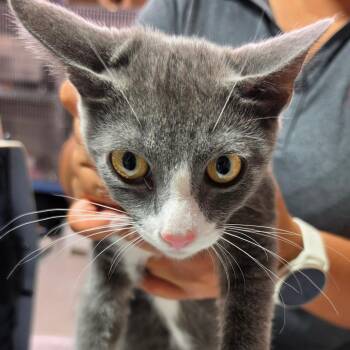 Shadow -  Domestic Short Hair Cat for Adoption in Leander, Texas - Shadow | PetCurious