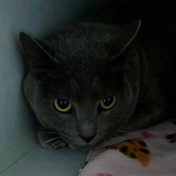 Rescue Domestic Short Hair Cats for Adoption in Sarasota, Florida - Tuna | PetCurious