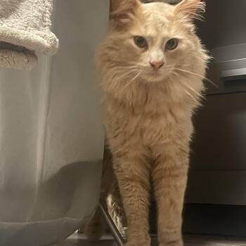 Domestic Medium Hair Cats Available for Adoption - Ollie | PetCurious