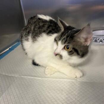 Starfish -  Domestic Medium Hair Cat Available for Adoption in Greensboro, North Carolina - Starfish | PetCurious