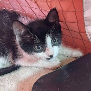 Chewy Loo -  Domestic Short Hair Cat for Adoption in Philadelphia, Pennsylvania - Chewy Loo | PetCurious
