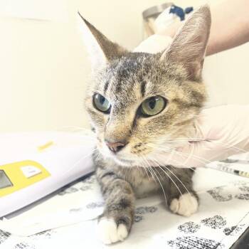 Toni M. -  Domestic Short Hair Cat Available for Adoption in Birmingham, Alabama - Toni M. | PetCurious