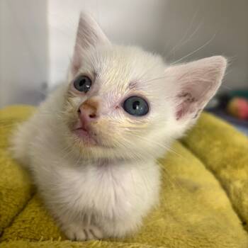 Rescue Domestic Short Hair Cats for Adoption in Phoenix, Arizona - Voorhees | PetCurious